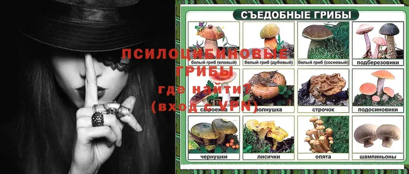 Галлюциногенные грибы Psilocybe  даркнет какой сайт  Купино 